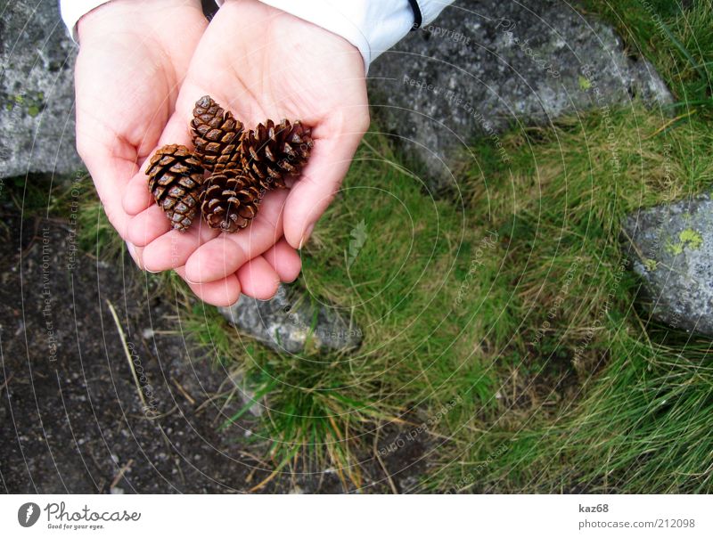 vier alle Haut Hand Umwelt Natur Pflanze Gras Moos Felsen Stein beobachten Duft Freude fleißig Suche finden Sammlung Zapfen Baum 4 Finger Präsentation Samen