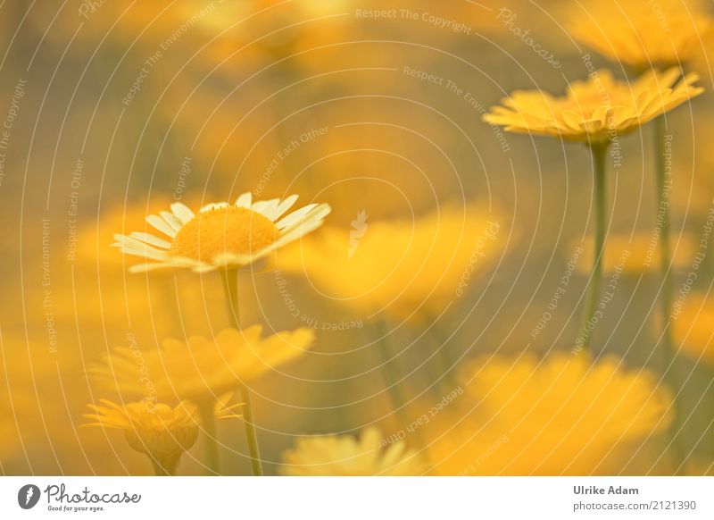 Gelb harmonisch Erholung ruhig Meditation Dekoration & Verzierung Tapete Geburtstag Natur Pflanze Sommer Blume Blüte Färberkamille Kamillenblüten färben