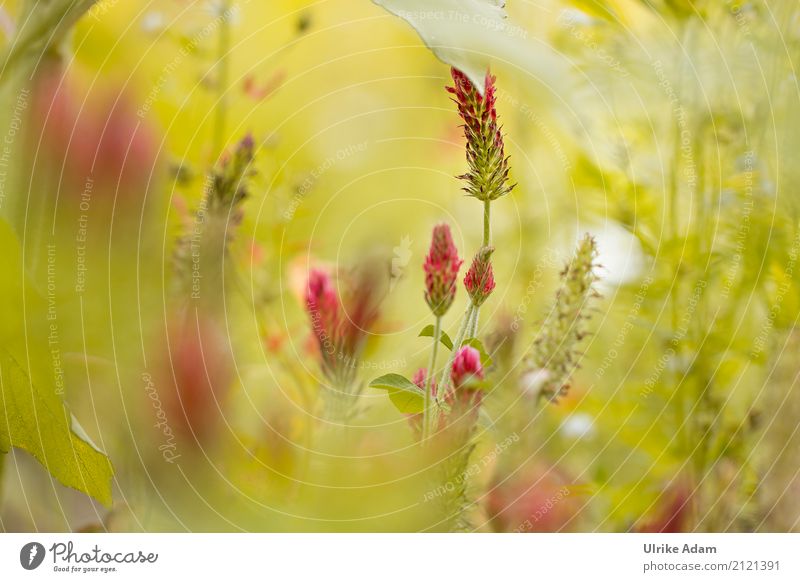 Klee Symphonie elegant Design harmonisch Erholung ruhig einrichten Dekoration & Verzierung Tapete Bild Poster Kunst Natur Pflanze Sonnenlicht Sommer Blatt Blüte