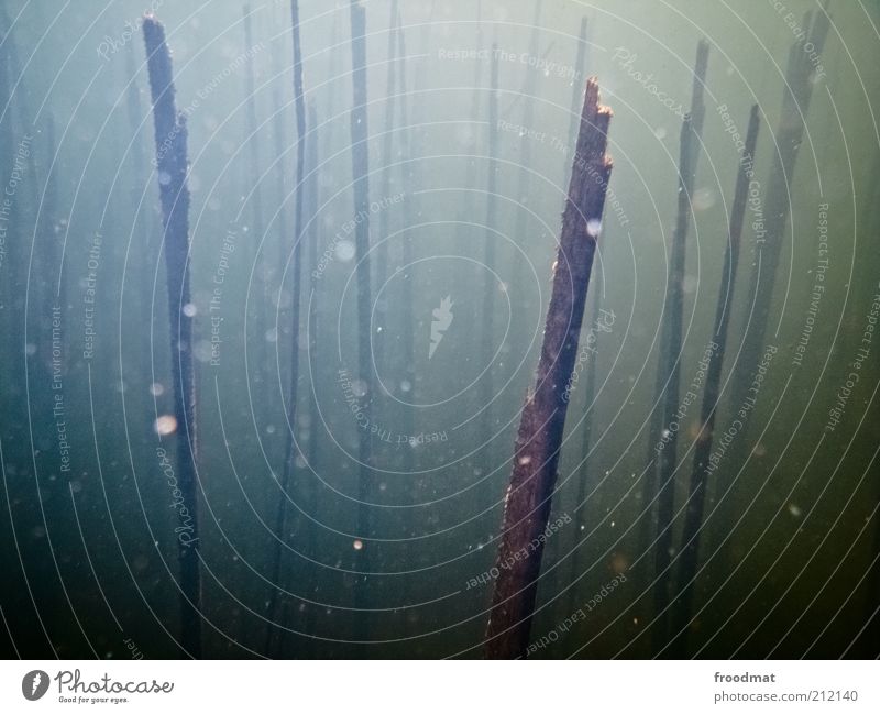 ||| | || |  ||| Umwelt Natur Pflanze Urelemente Wasser Surrealismus minimalistisch Schilfrohr Unterwasserpflanze gebrochen Tod Umweltverschmutzung natürlich
