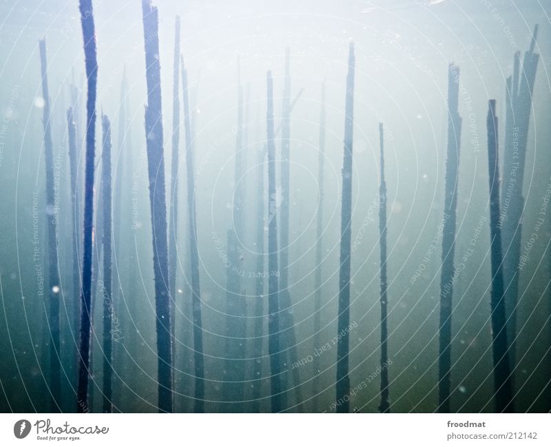 ||||| | | ||| Umwelt Natur Pflanze Urelemente Wasser blau Schilfrohr minimalistisch mystisch geheimnisvoll Unterwasserpflanze vertikal Tod gebrochen Farbfoto