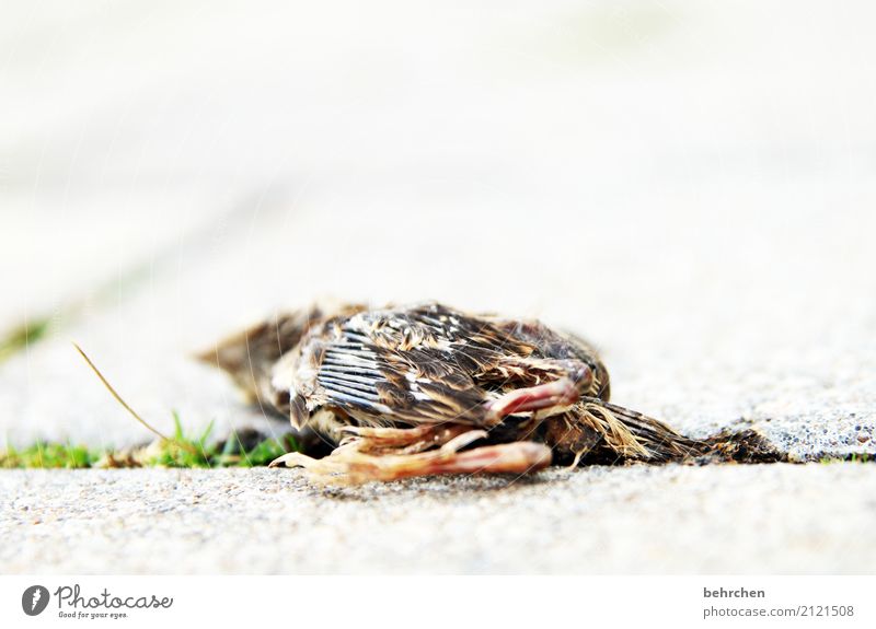 lebenselixier | zu wenig davon Umwelt Gras Garten Tier Totes Tier Vogel Flügel Feder Krallen Tierjunges klein Mitgefühl achtsam Traurigkeit Trauer Tod
