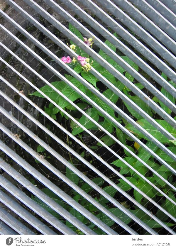 Hinter Gittern? - Egal ! Wildpflanze Wachstum außergewöhnlich grau grün rosa Willensstärke geduldig Platzangst Entschlossenheit Hoffnung Symmetrie Gitterrost