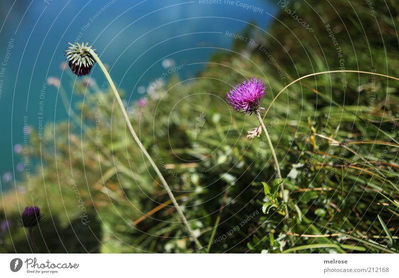 Fartupfer am Lünersee Berge u. Gebirge Umwelt Natur Pflanze Sommer Blume Gras Blüte Wildpflanze klee Alpen See Erholung blau grün violett Zufriedenheit ruhig