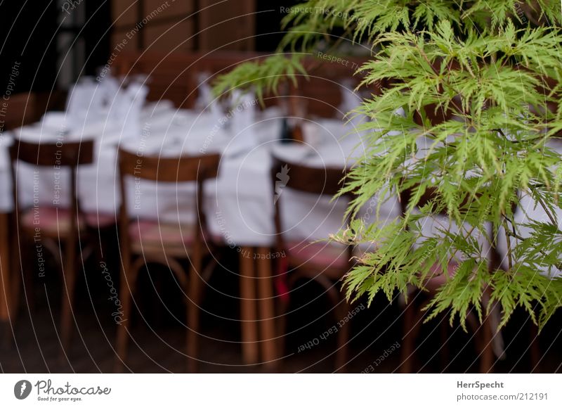 Vor dem Fest Stuhl Tisch Veranstaltung Restaurant Feste & Feiern Pflanze Baum Blatt braun grün weiß Vorfreude Gastfreundschaft Stil festlich Gedeck Speisetafel