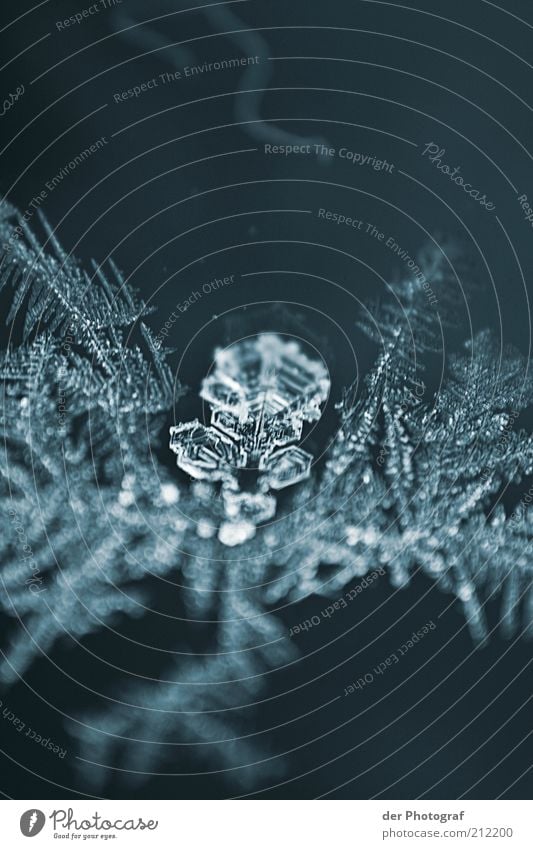 Kristallklar Umwelt Natur Winter Klimawandel Eis Frost kalt Schneeflocke gefroren Farbfoto Außenaufnahme Makroaufnahme Textfreiraum oben Textfreiraum unten Tag