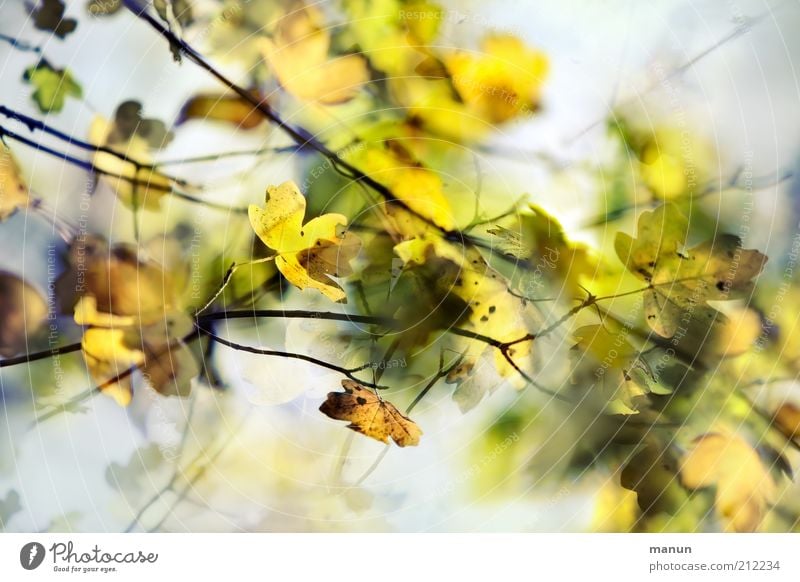 Herbstahorn Natur Blatt Herbstlaub Herbstfärbung herbstlich Herbstwald Herbstbeginn schön Umweltschutz Vergänglichkeit Wachstum Wandel & Veränderung Farbfoto