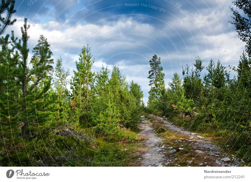Unterwegs ruhig Ausflug Freiheit Sommer Natur Landschaft Pflanze Wald Wege & Pfade mehrfarbig Einsamkeit Stimmung Fußweg Skandinavien Schweden Farbfoto