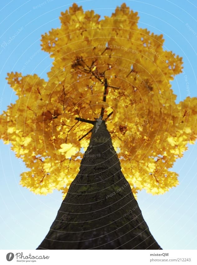 Der Herbst ist da. Natur ästhetisch Farbe Perspektive Herbstlaub herbstlich Herbstfärbung Herbstbeginn Herbstwetter Herbsthimmel gelb gelbgold Eyecatcher Baum