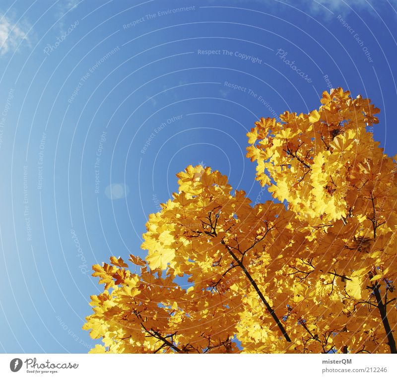 Farbkontrast. Umwelt Natur Landschaft Pflanze Vergänglichkeit Herbst Herbstlaub herbstlich Herbstfärbung Herbstwald Herbstbeginn Herbstwetter Herbstwind