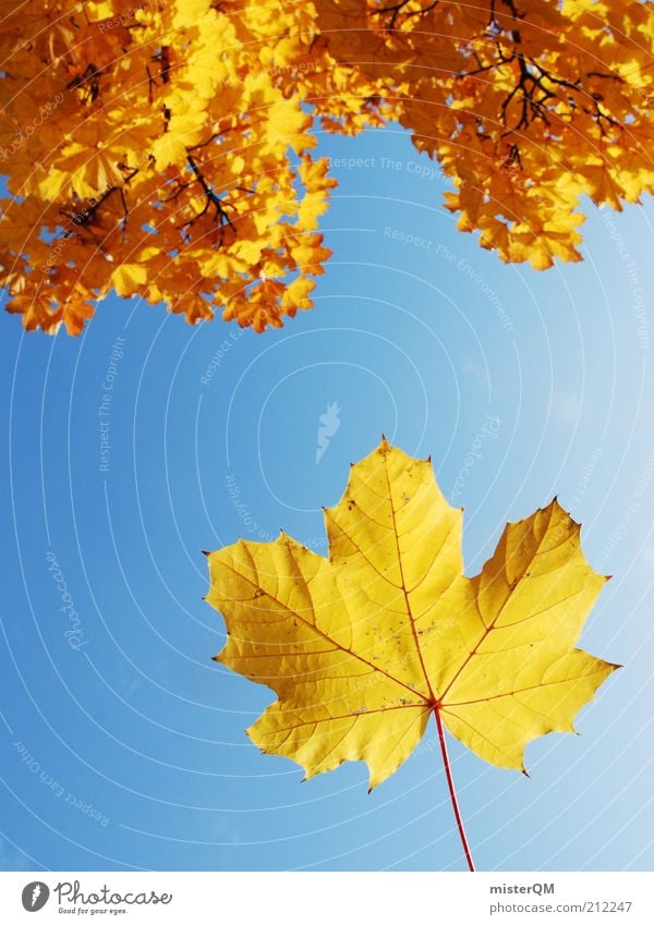 Der Herbst steht vor der Tür. Umwelt Natur Pflanze Himmel Wolkenloser Himmel Klima Wetter Schönes Wetter Wind Baum ästhetisch Herbstlaub herbstlich