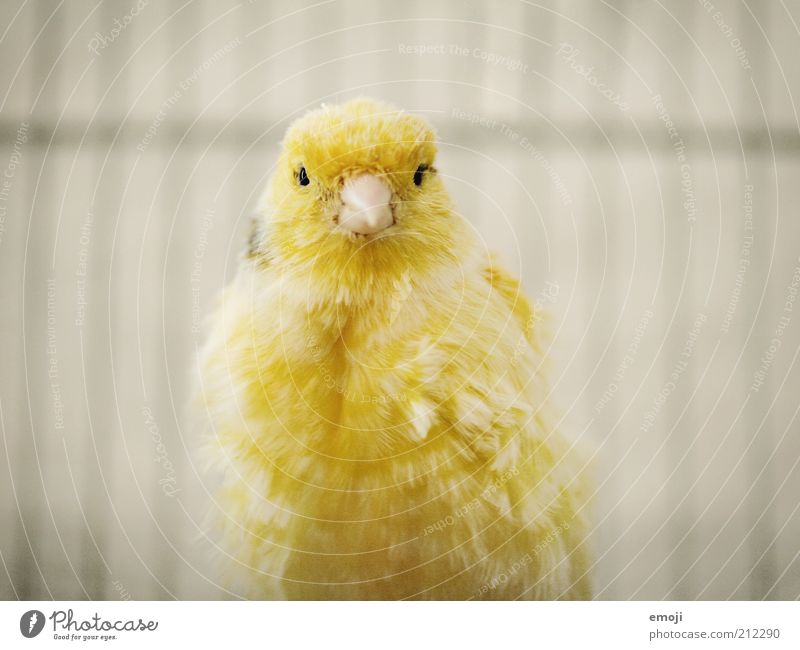 Piepmatz Tier Haustier Vogel 1 weich gelb Kanarienvogel Schnabel Käfig Feder Farbfoto Blick Blick in die Kamera Blick nach vorn Tierporträt hell Schatten