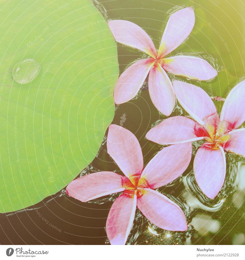 Rosa Frangipaniblumen auf Wasser Lifestyle exotisch Erholung Spa Sommer Umwelt Natur Pflanze Wassertropfen Blume Blatt Blüte frisch retro grün rosa tropisch