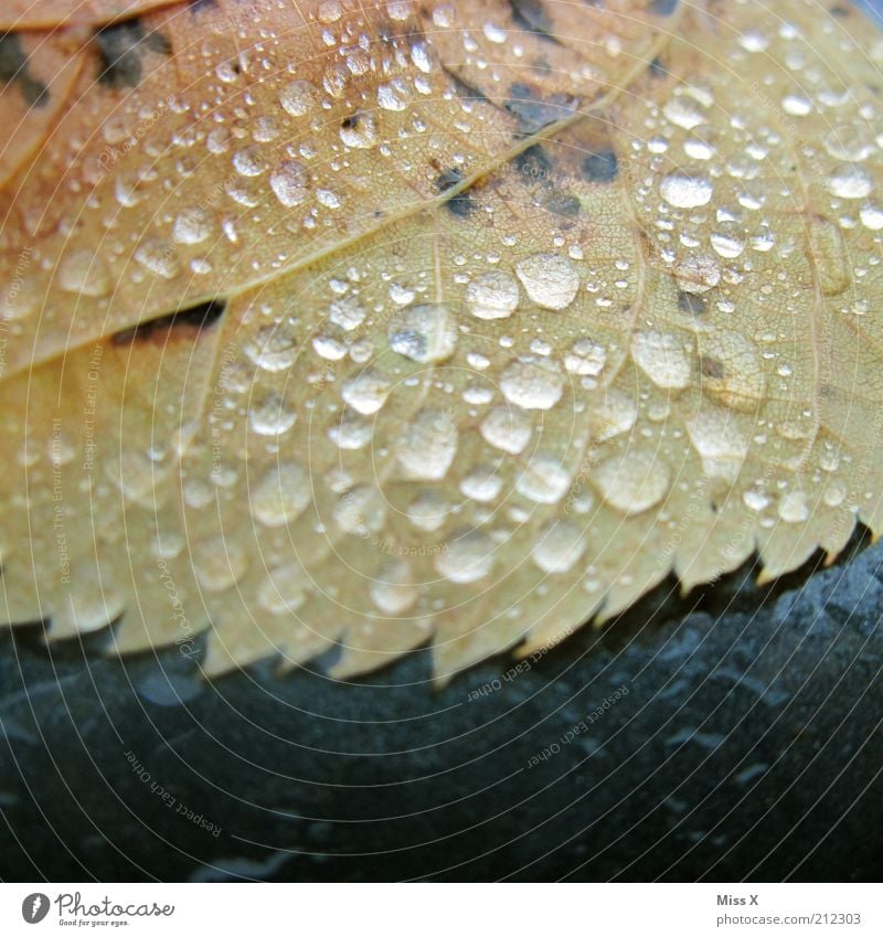 Herbst Wasser Wassertropfen Klima Klimawandel schlechtes Wetter Unwetter Regen Blatt kalt nass Stimmung Vergänglichkeit Blattadern herbstlich Herbstlaub Zacken