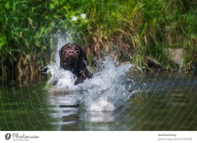 Wasserspiele Spielen Wassertropfen Schönes Wetter Tier Haustier Hund 1 springen nass braun grün Aportieren Labrador Retriever Aktion fliegen Farbfoto mehrfarbig