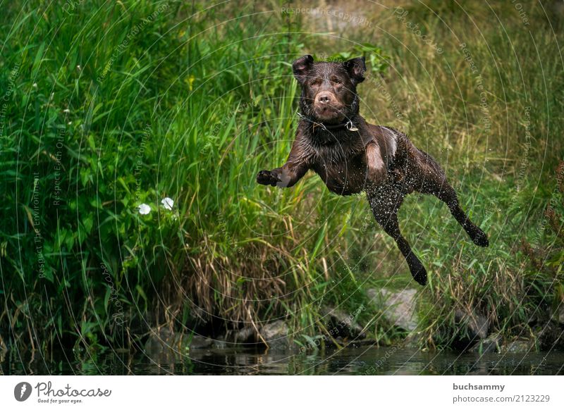 Sprung ins Wasser Wassertropfen Tier Haustier Hund 1 springen nass braun Aportieren Labrador Retriever Aktion fliegen Farbfoto Außenaufnahme Tag