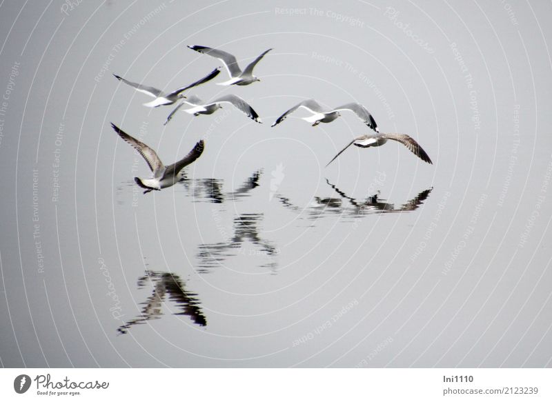 Möwen im Nebel Umwelt Natur Tier Urelemente Luft Wasser Frühling Seeufer Ostsee Wildtier Vogel Möwenvögel Tiergruppe Gefühle gleiten Flügel Wasserspiegelung