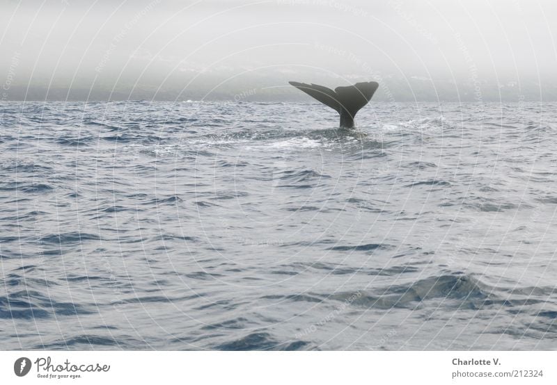 noch mal abtauchen Tier Pottwal Meeressäuger 1 gigantisch kalt ruhig erhaben Einsamkeit elegant geheimnisvoll Horizont Kraft Atlantik Meerestier Nebelmeer
