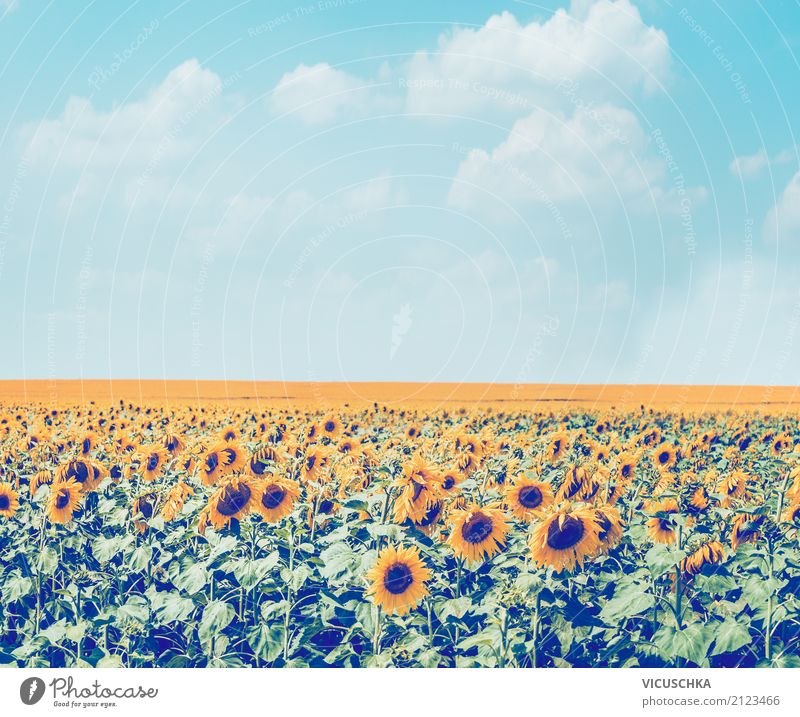 Sonnenblumen Feld am Himmel Hintergrund Lifestyle Sommer Natur Landschaft Pflanze Schönes Wetter Blume Blüte Nutzpflanze Wiese retro gelb Design Stil
