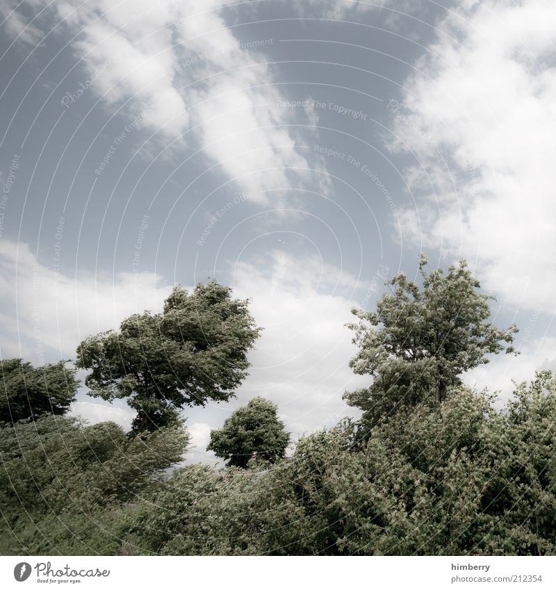 heimatfilm cd2 Umwelt Natur Landschaft Pflanze Luft Himmel Wolken Sommer Klima Klimawandel Wetter Schönes Wetter Wind Sturm Baum Sträucher Grünpflanze