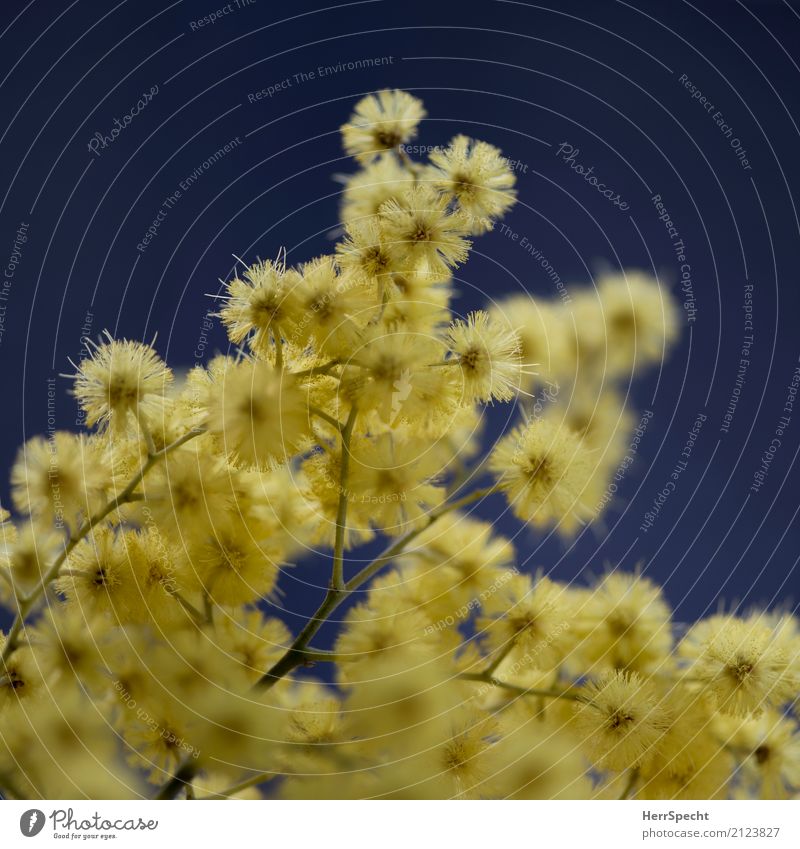 Mimosenhaft Natur Pflanze Baum Blüte Mimosenzweig ästhetisch schön niedlich rund gelb winzig Stern (Symbol) Ball Blütenstiel Blütenknospen Farbfoto
