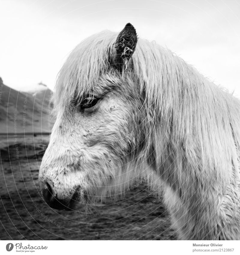 Islandpony Tier Pferd 1 Tierliebe Pony Island Ponys Schwarzweißfoto Außenaufnahme Menschenleer
