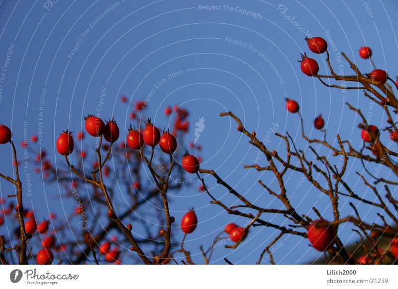 Naturkontrast Baum rot Maastricht Niederlande Beeren blau Himmel Zweig Makroaufnahme