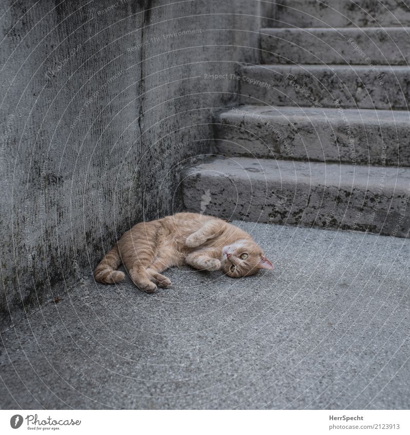 Einfach mal liegen bleiben Dorf Mauer Wand Treppe Tier Haustier Katze 1 Erholung schön kuschlig unten weich braun grau Zufriedenheit Vertrauen Geborgenheit