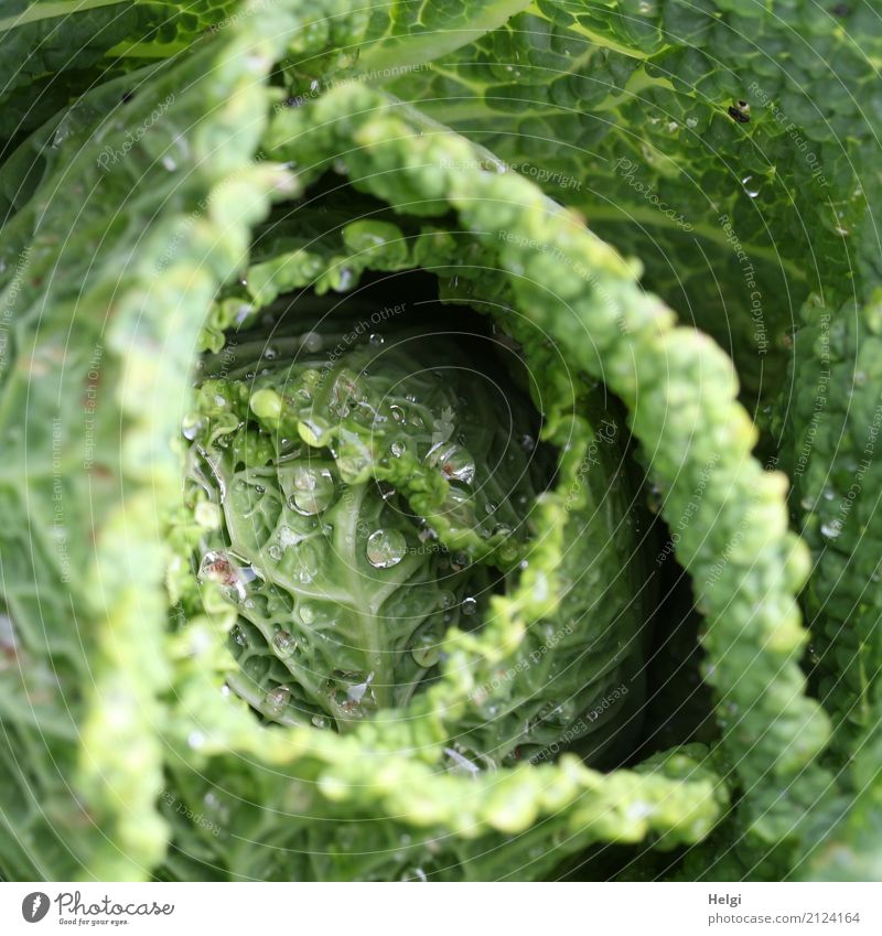 Kohlkopp Lebensmittel Gemüse Wirsing Kohlgewächse Ernährung Pflanze Wassertropfen Sommer Blatt Nutzpflanze Garten Wachstum frisch Gesundheit einzigartig lecker