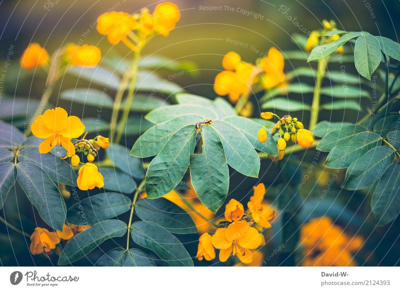 Ton im Ton Kunst Umwelt Natur Landschaft Pflanze Tier Sonnenlicht Frühling Sommer Klima Klimawandel Wetter Schönes Wetter Sträucher Blatt Blüte Grünpflanze