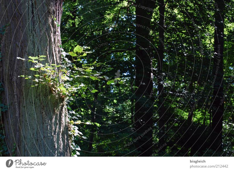 Im Wald Sommer Natur Pflanze Baum Blatt Holz grün ruhig Erholung Farbfoto Außenaufnahme Baumstamm Zweige u. Äste Textfreiraum rechts Textfreiraum Mitte