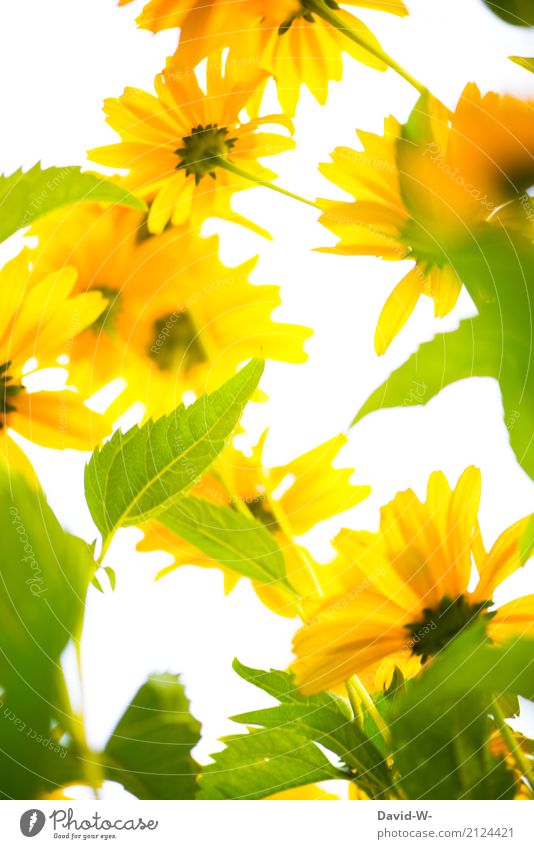 Sonnenanbeter Kunst Künstler Umwelt Natur Landschaft Pflanze Sonnenlicht Frühling Sommer Klima Klimawandel Wetter Schönes Wetter Blatt Blüte Grünpflanze Garten