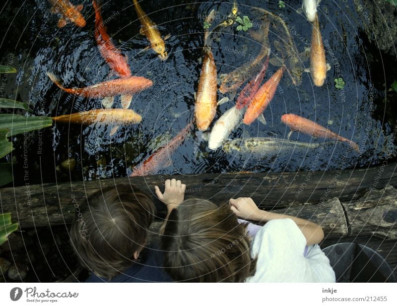 goldfishing exotisch Ausflug Umwelt Natur Wasser Sommer Garten Seeufer Teich Fisch Zoo Koi Tiergruppe Schwarm beobachten füttern außergewöhnlich Neugier Leben