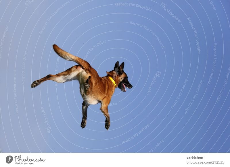 trampolin dog Tier Haustier Hund 1 Bewegung fliegen Spielen springen Gesundheit frech Fröhlichkeit Geschwindigkeit verrückt blau braun Belgischer Schäferhund