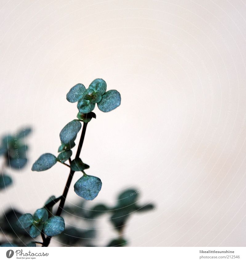 Pilea libanensis Umwelt Natur Pflanze Blatt Grünpflanze Wachstum authentisch schön grün weiß Gedeckte Farben Innenaufnahme Nahaufnahme Detailaufnahme