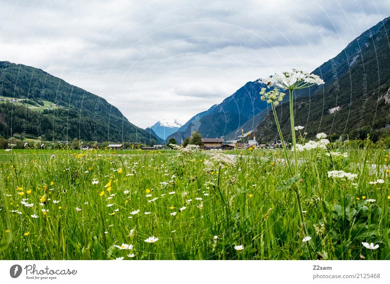 Saftig Umwelt Natur Landschaft Himmel Wolken Gewitterwolken Sommer schlechtes Wetter Pflanze Blume Gras Wiese Alpen Berge u. Gebirge frisch natürlich grün