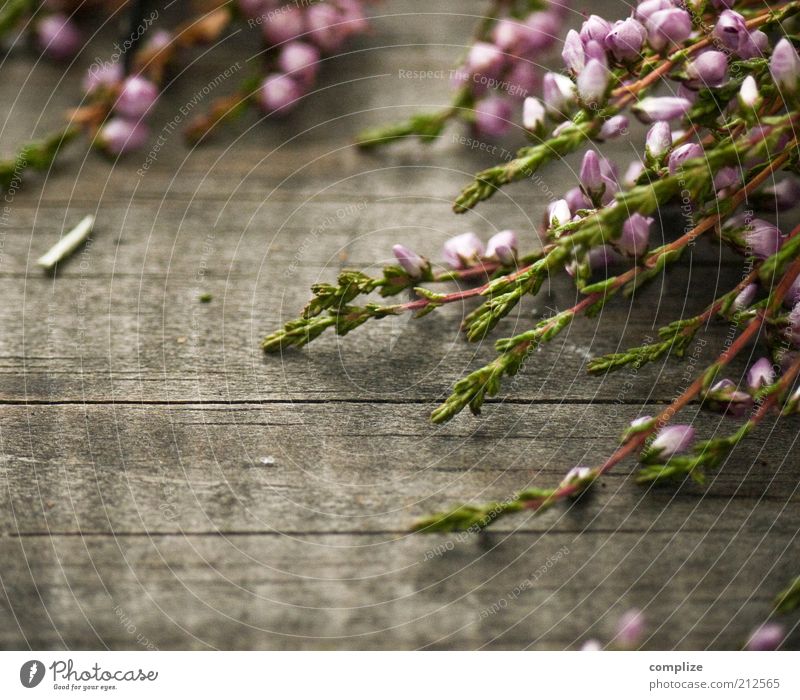 aah Erika! schön ruhig Duft Pflanze Blume Sträucher Blühend violett rosa Holz Heidekrautgewächse Bergheide Farbfoto Außenaufnahme Makroaufnahme Menschenleer