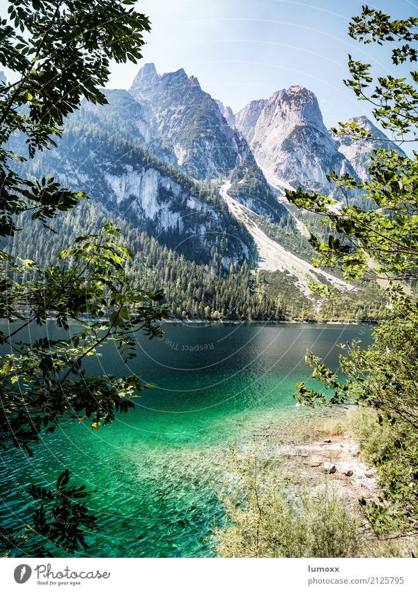 gosausee Natur Landschaft Wasser Sommer Schönes Wetter Baum Felsen Alpen Berge u. Gebirge Gipfel Küste Seeufer Gosausee Österreich Europa wandern blau grau grün