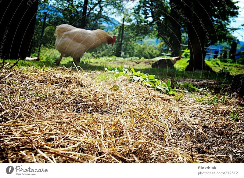Huhn bei der Futtersuche Natur Schönes Wetter Pflanze Baum Gras Tier Nutztier Zoo Streichelzoo Haushuhn 2 füttern gehen Farbfoto Außenaufnahme Menschenleer