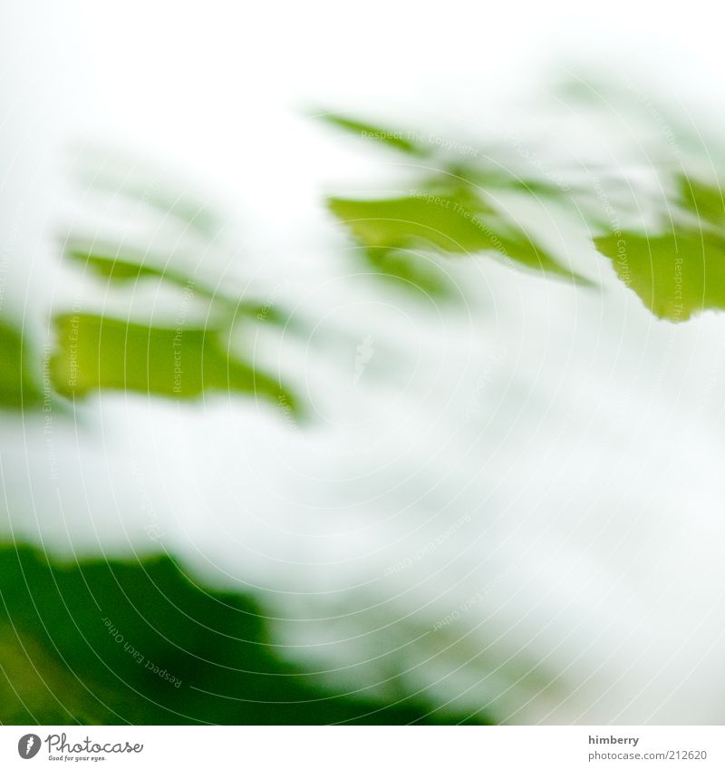 offgrid Umwelt Natur Pflanze Blatt außergewöhnlich frisch einzigartig grün Farbfoto mehrfarbig Außenaufnahme Nahaufnahme Detailaufnahme Experiment abstrakt