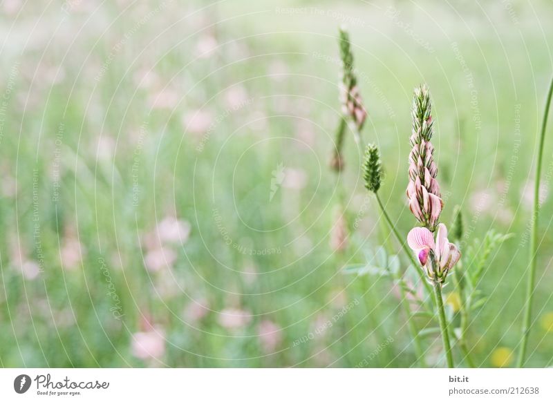 Rechts ist das Kabel.... Pflanze Sommer Blume Gras Blüte Wiese Feld Hügel rosa Blumenwiese Wildpflanze Naturschutzgebiet Umweltschutz ursprünglich Unkraut