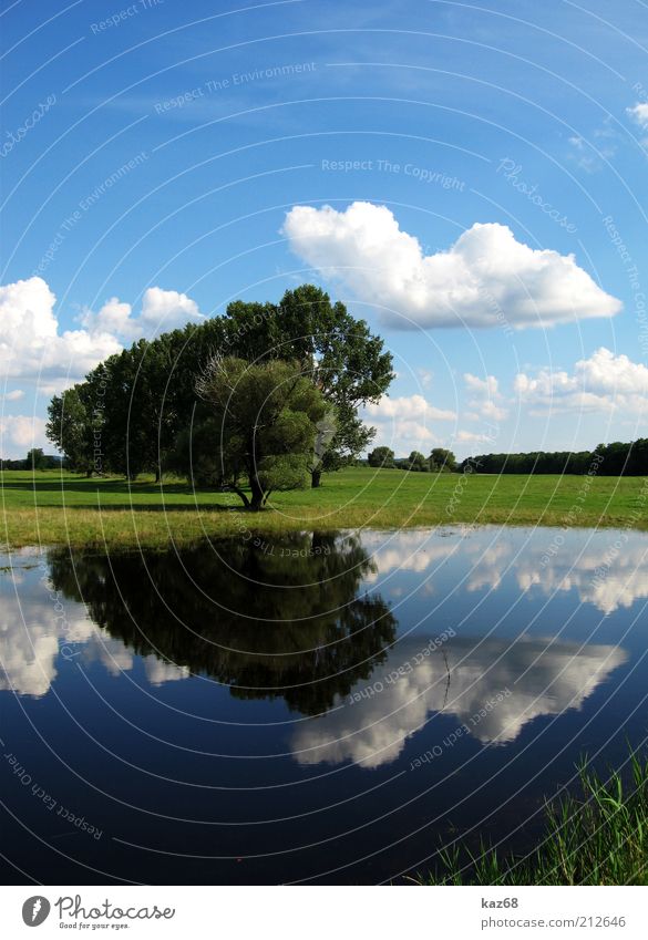 nach dem Regen II Umwelt Natur Landschaft Pflanze Wasser Himmel Wolken Klima Wetter Schönes Wetter Baum Gras Sträucher Park Wiese Seeufer schön Spiegelbild
