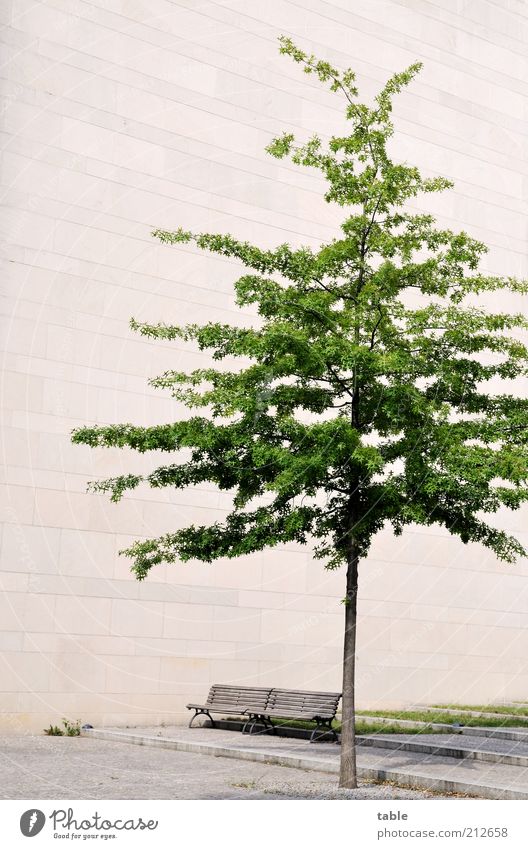 Beton.Bank.Baum Sommer Pflanze Gebäude Mauer Wand Fassade Stein Holz stehen Wachstum grau grün Einsamkeit stagnierend Farbfoto Außenaufnahme Menschenleer Tag