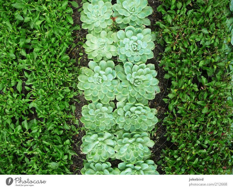 Grünstreifen Erde Grünpflanze Sukkulenten Garten grün Streifen gestreift Beet Grabschmuck Immergrüne Pflanzen Rosette Blattgrün Boden unten nebeneinander 3