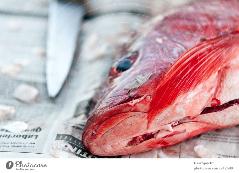 Rot & tot Lebensmittel Fisch Messer Tier Wildtier Totes Tier 1 Papier glänzend schön rot kadaver aufgeschlitzt aufgeschnitten Flosse Zeitung Tierhaut Auge