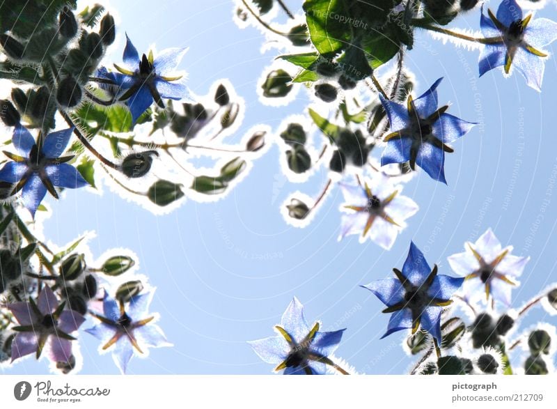 Shining Line Natur Pflanze Wolkenloser Himmel Sonnenlicht Sommer Schönes Wetter Blume Blüte Nutzpflanze Blühend leuchten blau Stimmung ästhetisch Inspiration
