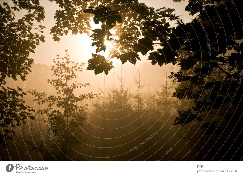 morgens im wald Natur Baum Blatt Ast Sträucher Tanne Wald Herbst Oktober Waldlichtung ruhig Silhouette Nebel Morgen braun Jahreszeiten hell Fichte Farbfoto
