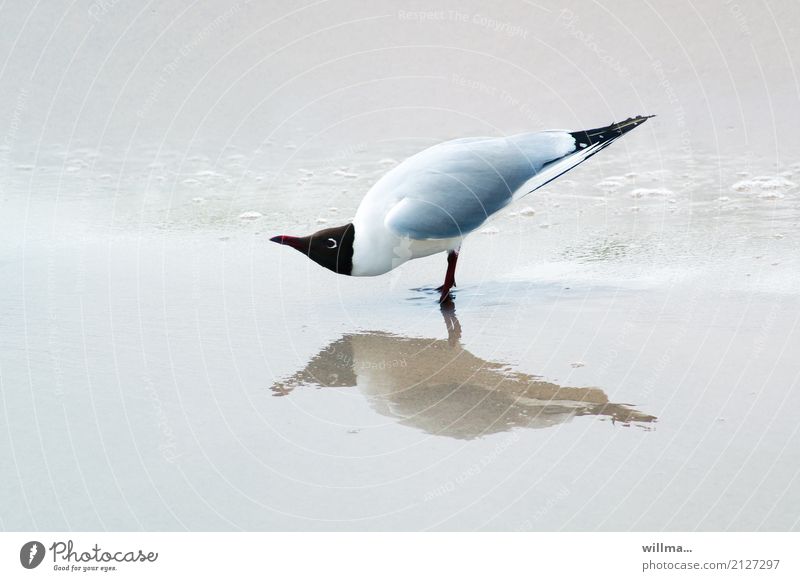 Watt? Lachmöwe Strand Vogel Möwe 1 Tier beobachten stehen lustig Reflexion & Spiegelung Küste Ostsee Textfreiraum Nordsee
