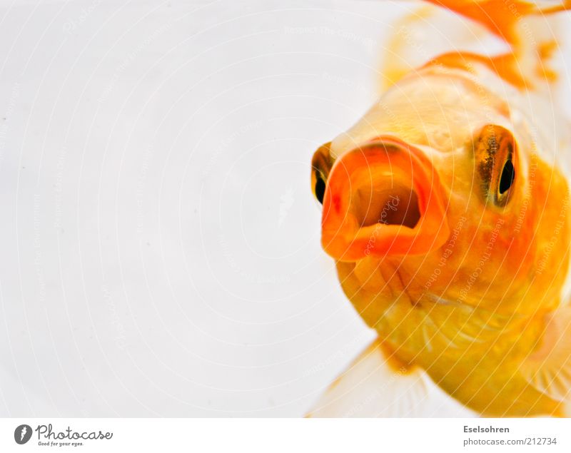Happy Fish Tier Haustier Fisch Aquarium 1 Aggression bedrohlich Wut gelb gold Stimmung Coolness Optimismus Erholung Überleben Goldfisch Farbfoto Innenaufnahme