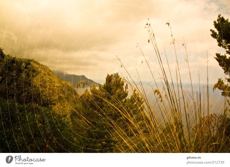 Goldblick Umwelt Natur Landschaft Pflanze Wolken Sommer Gras Sträucher Küste Meer schön Mallorca Halm Farbfoto Außenaufnahme Textfreiraum oben Tag